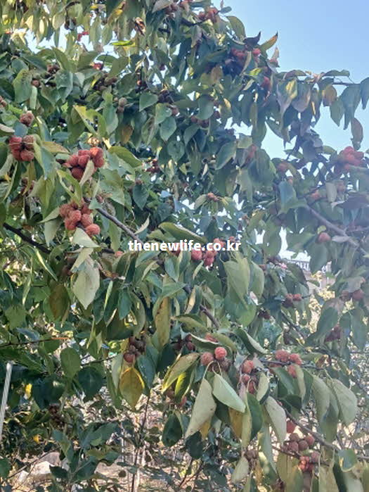 꾸지뽕 효능 간 기능 개선