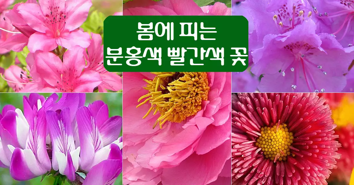 분홍색 빨간색 봄꽃 5가지