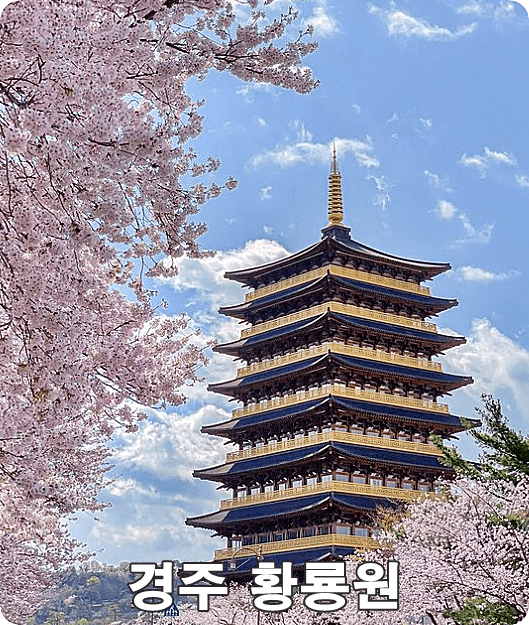 경주 벚꽃축제 (황룡원 & 보문단지)