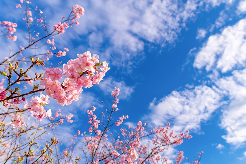 2025-벚꽃-개화-시기-주요도시-군락지