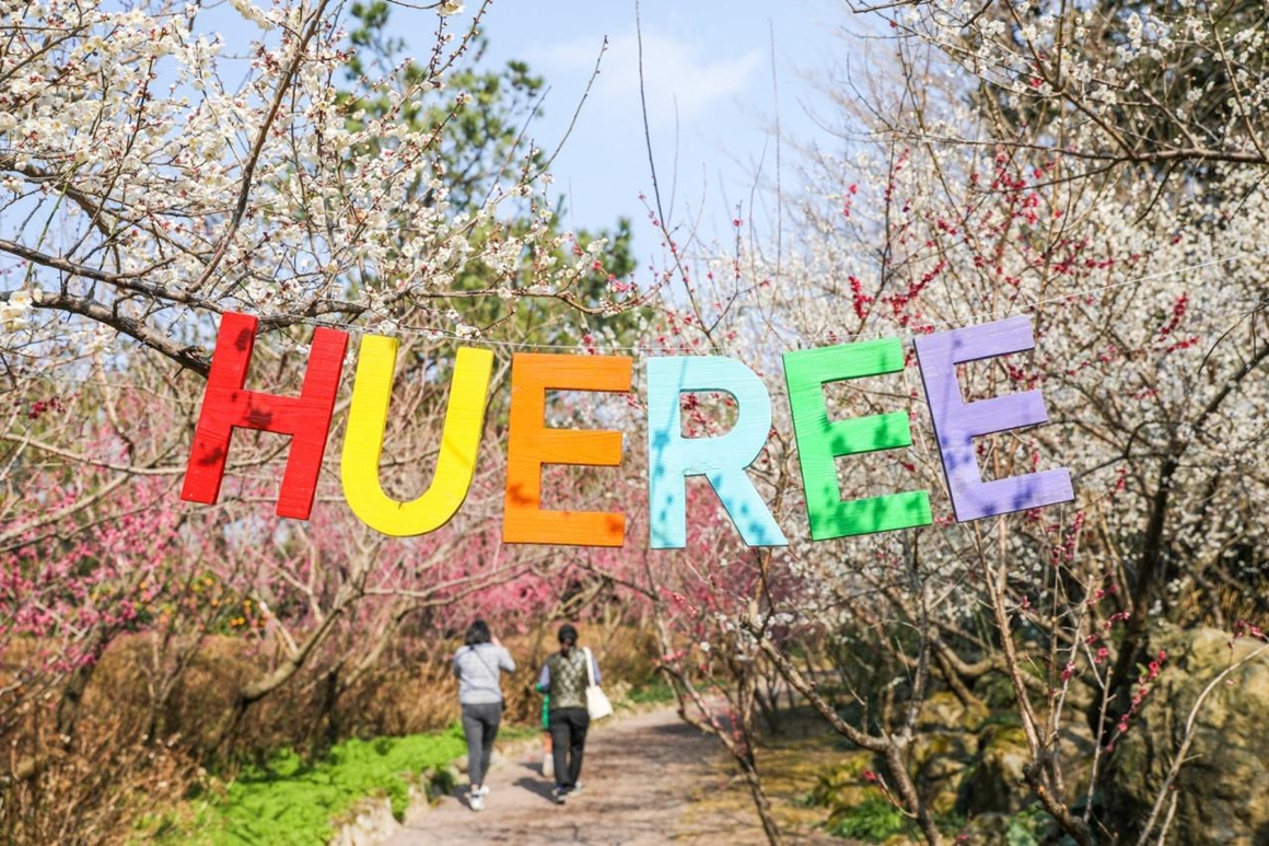 봄 축제 가볼만한곳: 제주 휴애리 매화축제