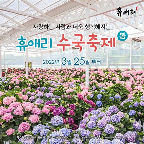 제주도 휴애리 수국축제 총정리