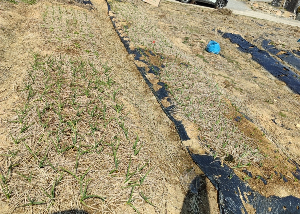 양파, 마늘밭 비료 추천 , 1차/2차 추비 방법, 웃거름 주는 시기, 비닐 걷기 일정 소개