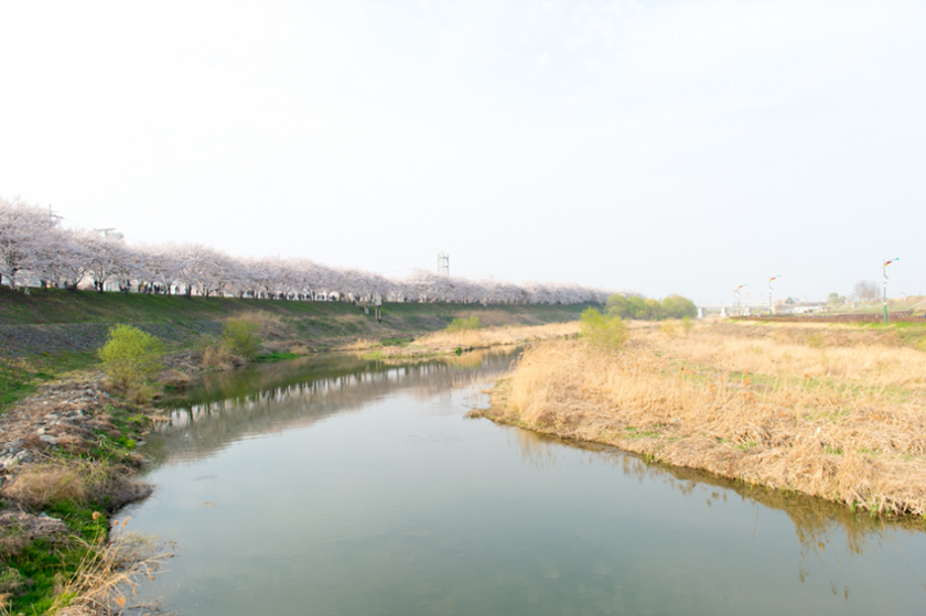 조천변 벚꽃