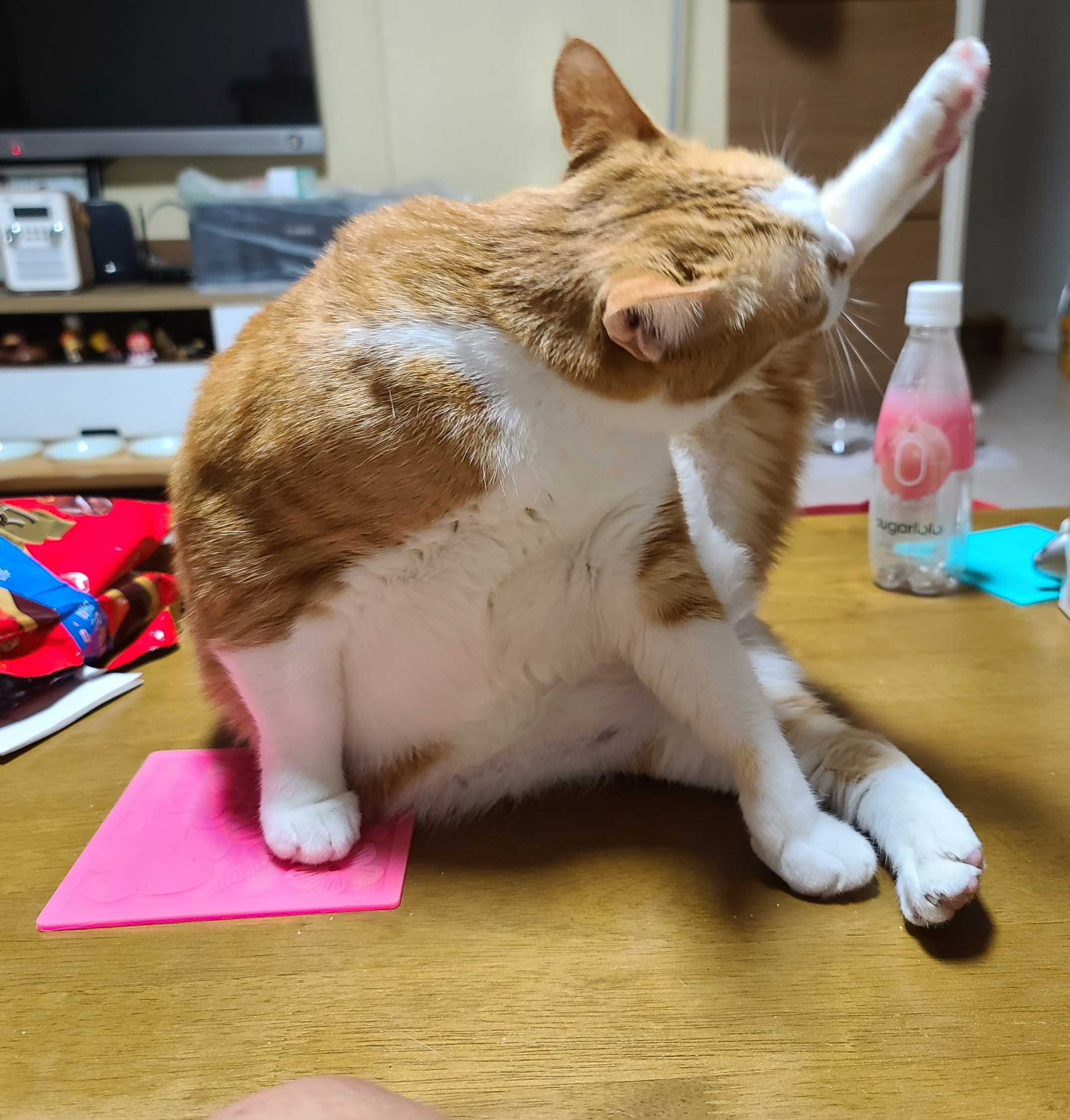 너무 귀여운 고양이호야 앞발 잼잼 ㅠ(feat.쫙편발가락)