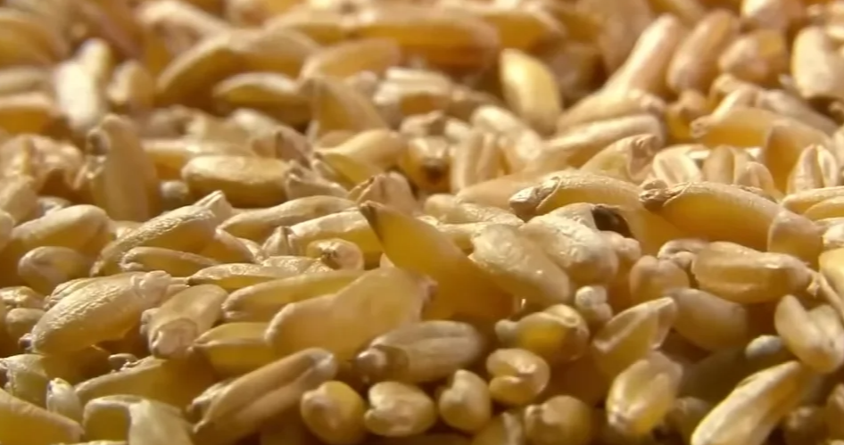 카무트쌀의 효능, 부작용, 먹는방법