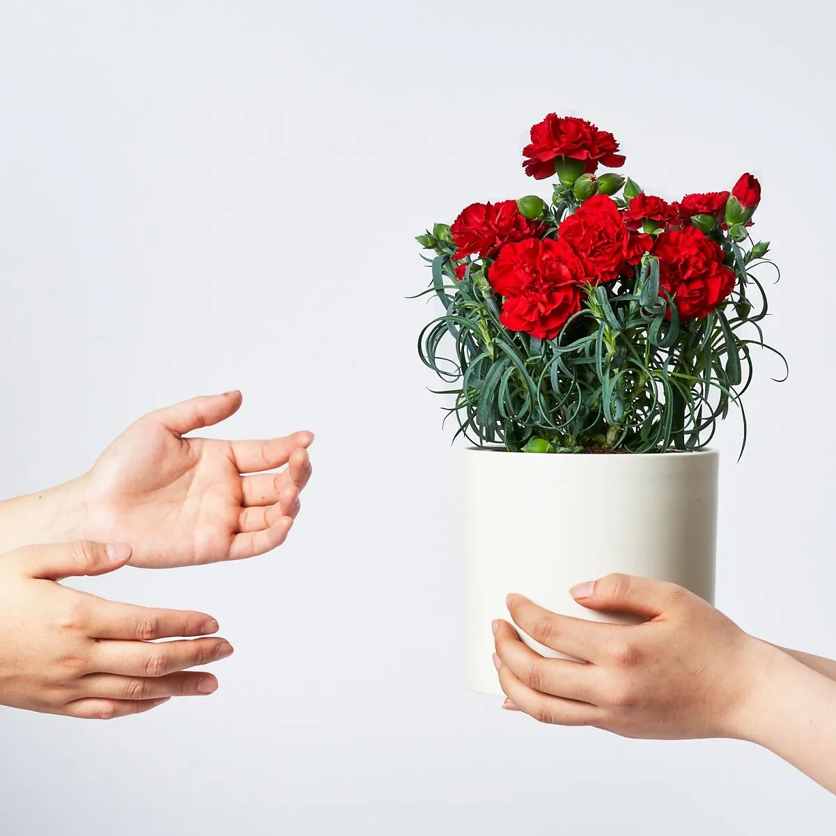 카네이션 화분 키우는 방법 생화 꽃바구니 관리_4