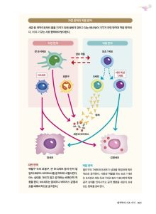 면역 세포학 이미지