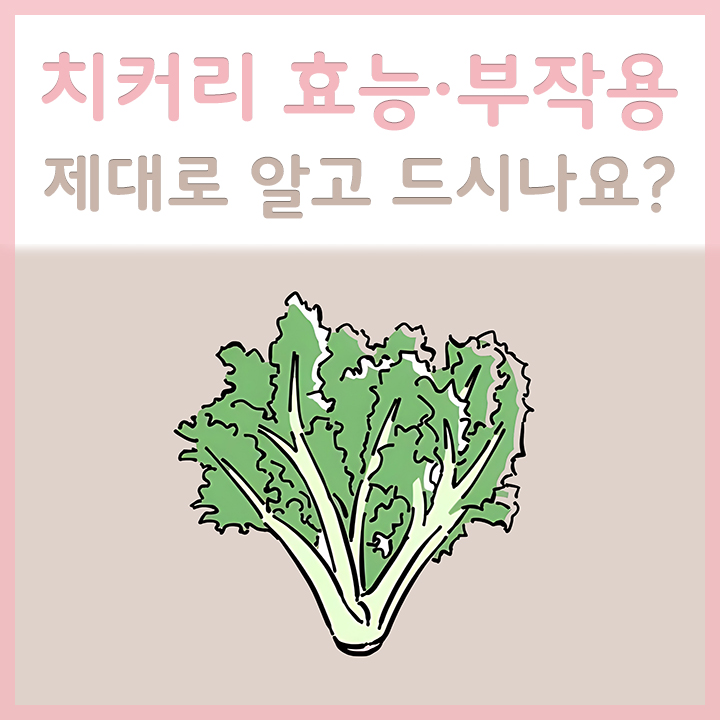 치커리