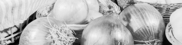 남부지방 양파 수확시기