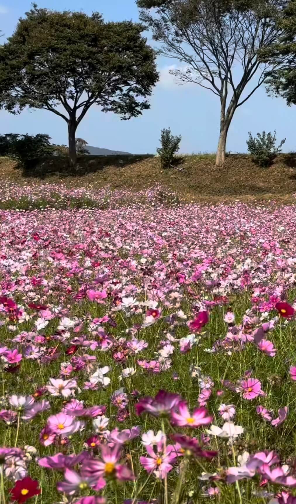 2025 장성 황룡강 꽃축제, 10월 18일(토)~ 10월 26일(일)관련사진
