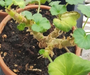 햇볕이 모자라면 피지 않는 제라늄