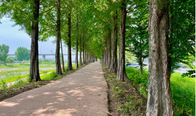 공주 정안천 메타세콰이어길