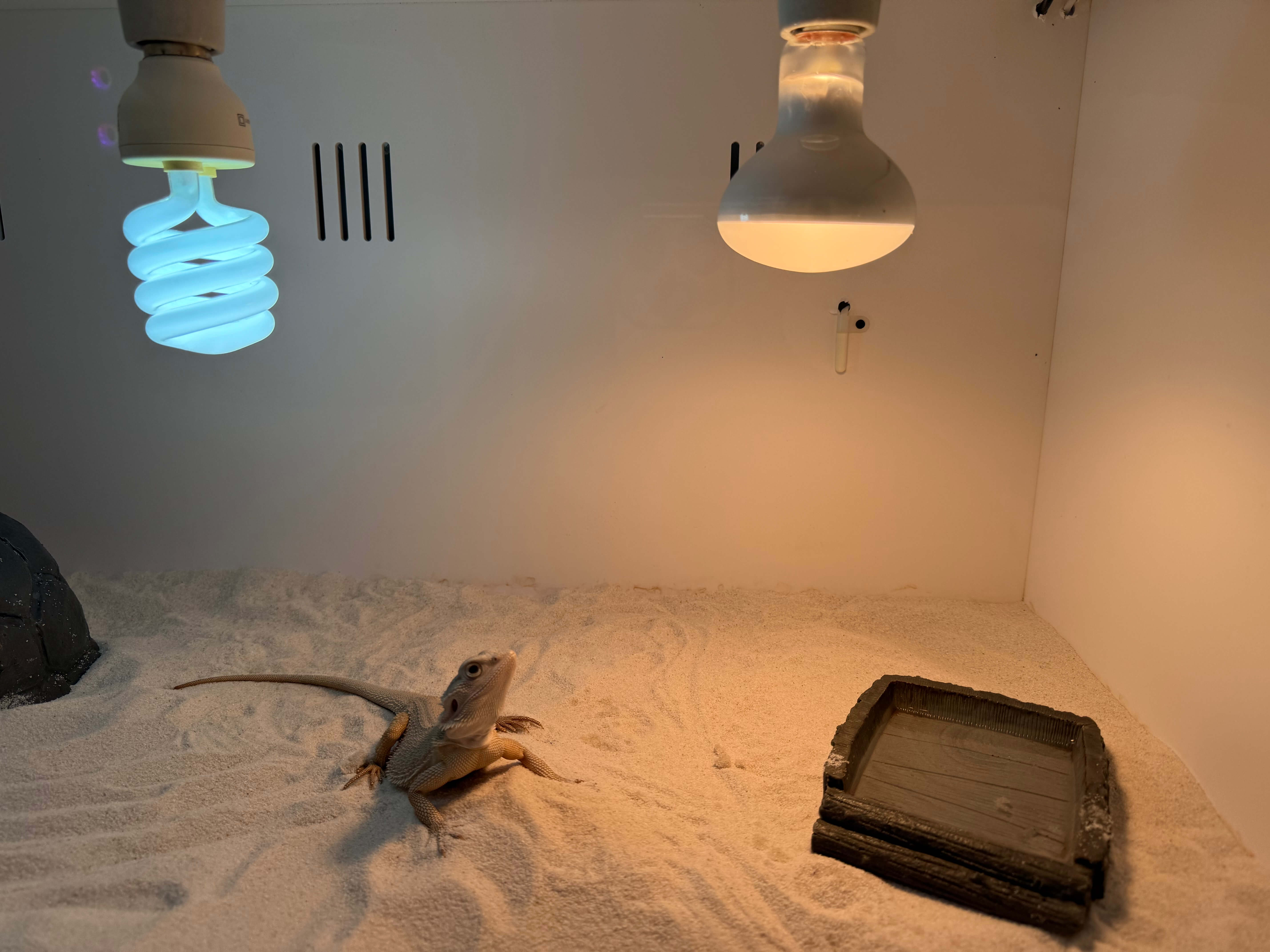 비어디드래곤 사육장