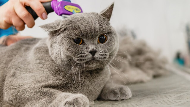 고양이빗질