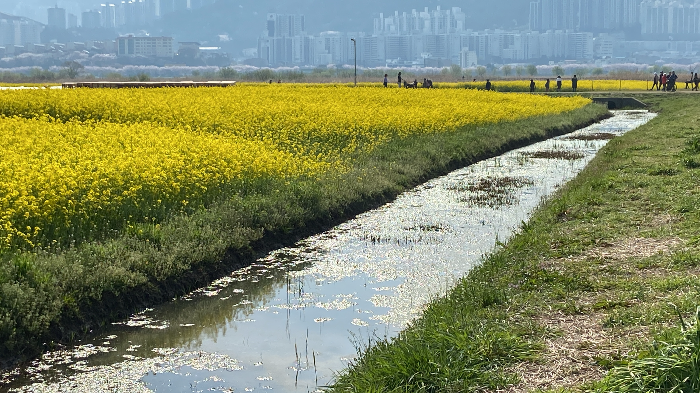 부산 유채꽃 명소 대저생태공원 후기 - 위치와 주차정보