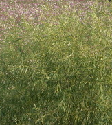 전국 수목원 BEST 5 – 자연의 품으로 떠나는 진짜 힐링 여행