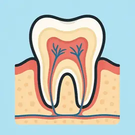 임플란트 이미지 3