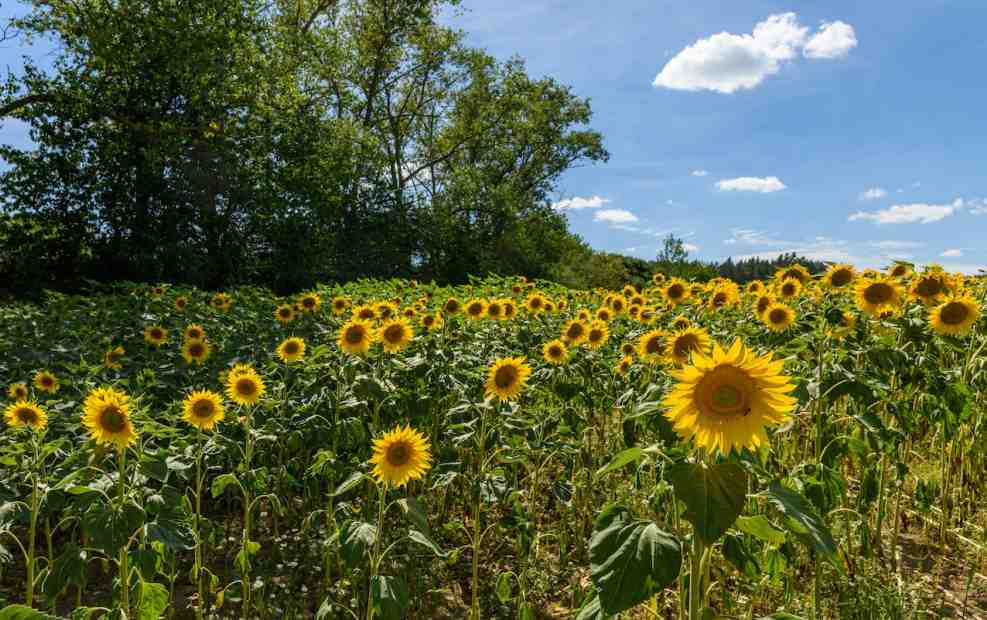 강주 해바라기 축제