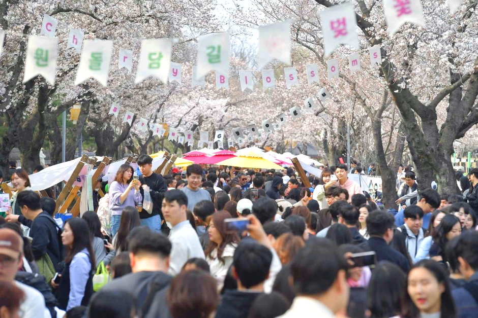 경주 대릉원 돌담길 벚꽃축제