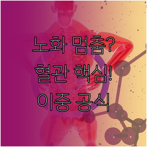 혈관 노화 가속화 방지 이중주 통합 ..