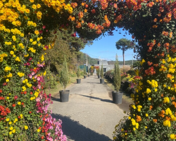 벽초지 수목원 가을꽃 국화축제_17
