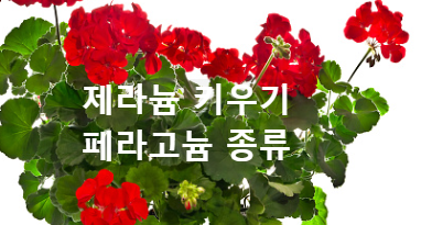 페라고늄 제라늄