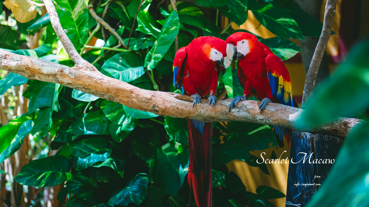 10 머리를 맞대고 있는 스칼렛 마카우 한쌍 C - Scarlet Macaw 코스타리카배경화면