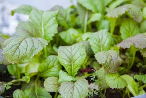 경주 봄나들이 완벽 코스: 보문단지 벚꽃 산책과 향긋한 산나물 비빔밥의 만남