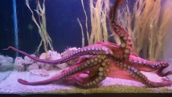 작은 외계 생명체처럼 생긴 &lsquo;문어&rsquo; 사육 법