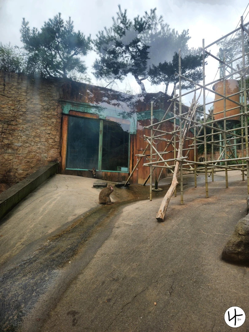 음식을-먹고-있는-일본원숭이