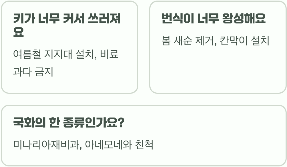 가을바람에 춤추는 꽃, 추명국 키우기 A to Z