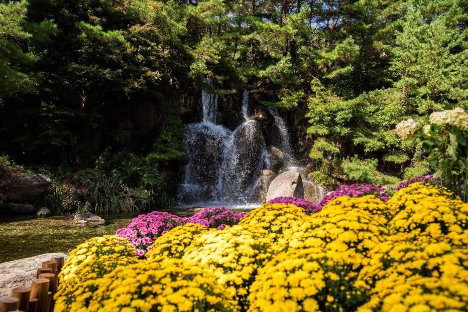 강원도 '인제 가을꽃축제' 언제야? 2025 일정과 포토존 코스 한눈에 보기