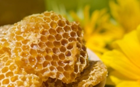 프로폴리스이란?