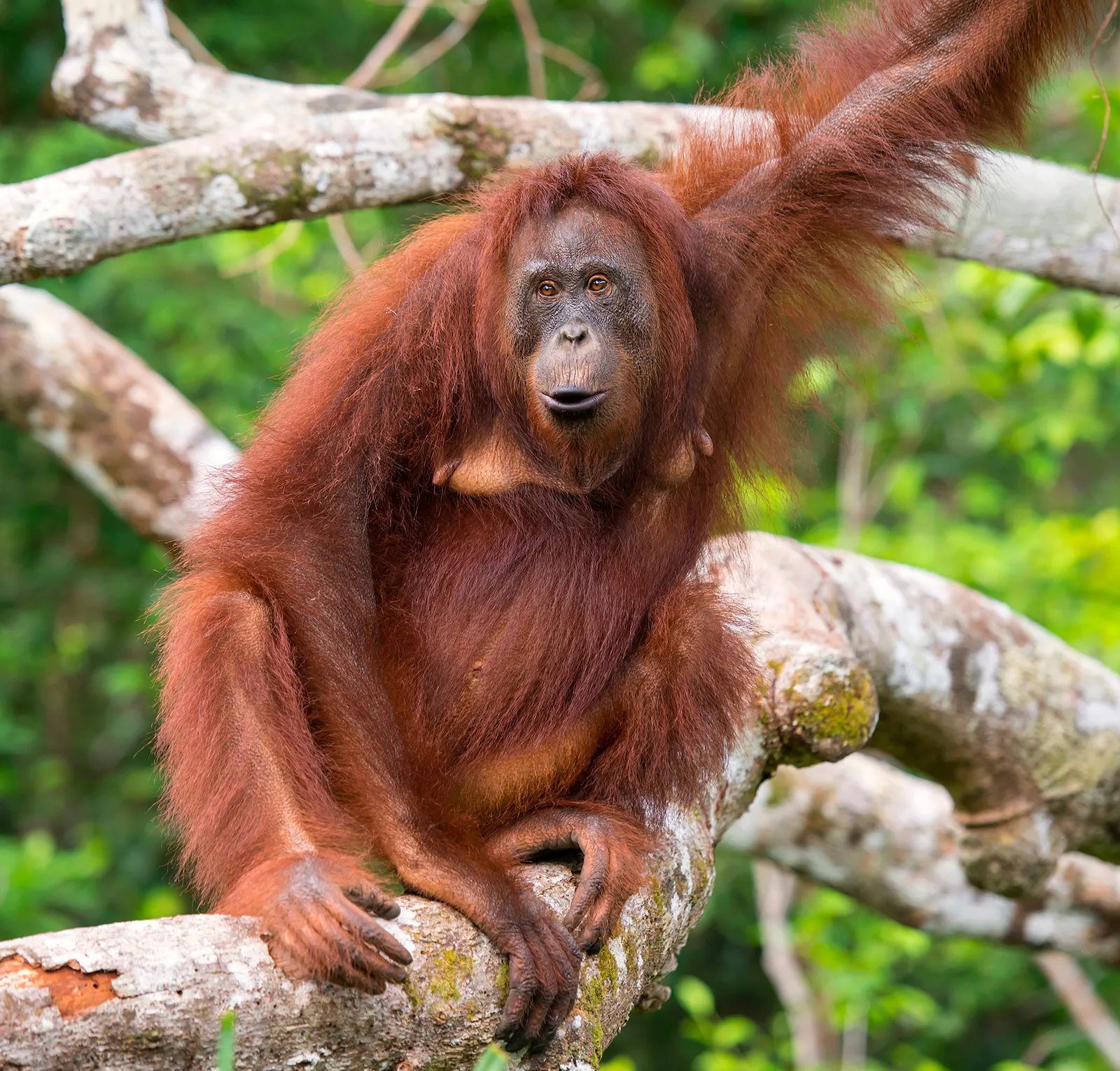 Monkey