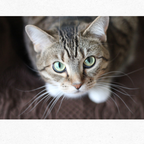 고양이 귀와 수염이 강조된 단색 이미지