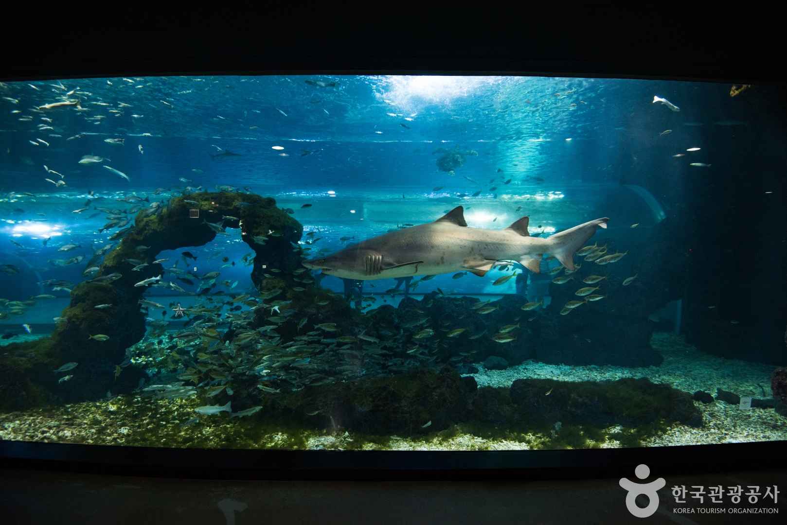 아쿠아플라넷 제주