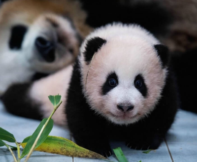 아기-푸바오-사진