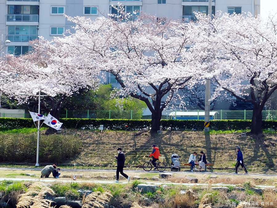 온천천벚꽃사진