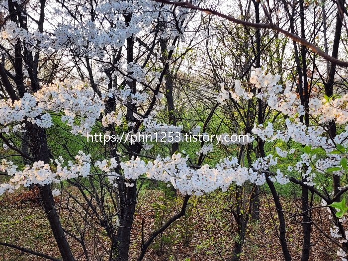 Alt 속성 문제 해결 설명 이미지