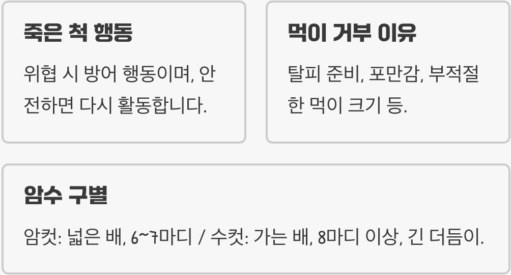 희귀 사마귀 넓적배사마귀 키우기 A to Z (먹이, 사육통, 짝짓기 완벽 가이드)