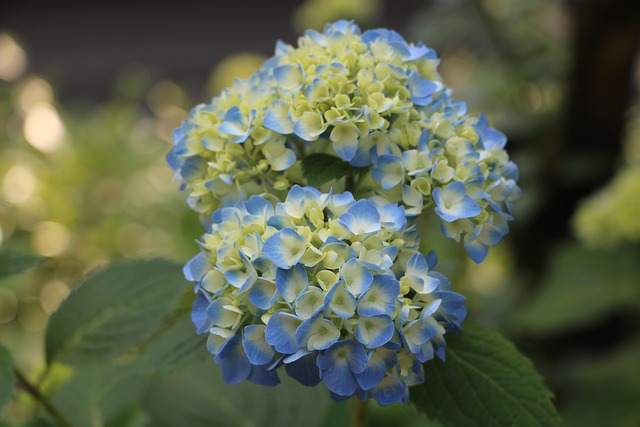 화담숲 여름 수국축제 일정 및 예약방법