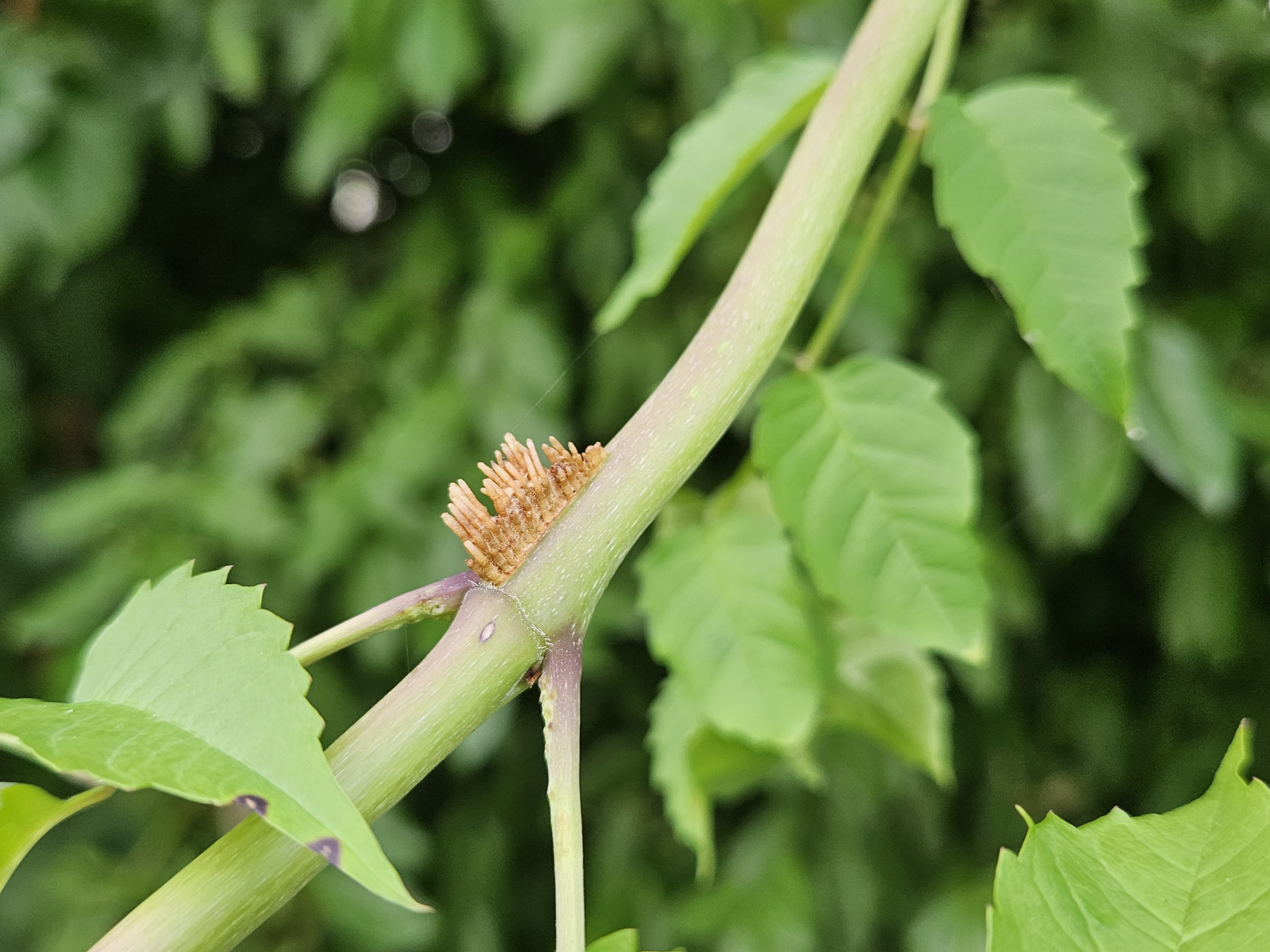 능소화 공기뿌리2