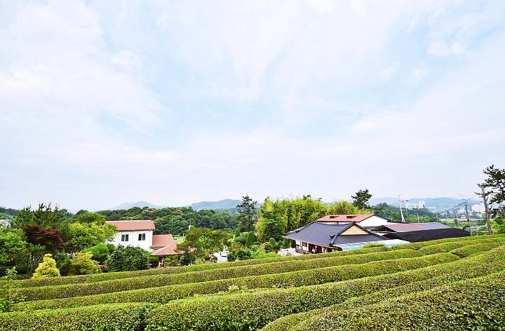 이만기 동네한바퀴 보성 떡차 맛집 발효차 소개