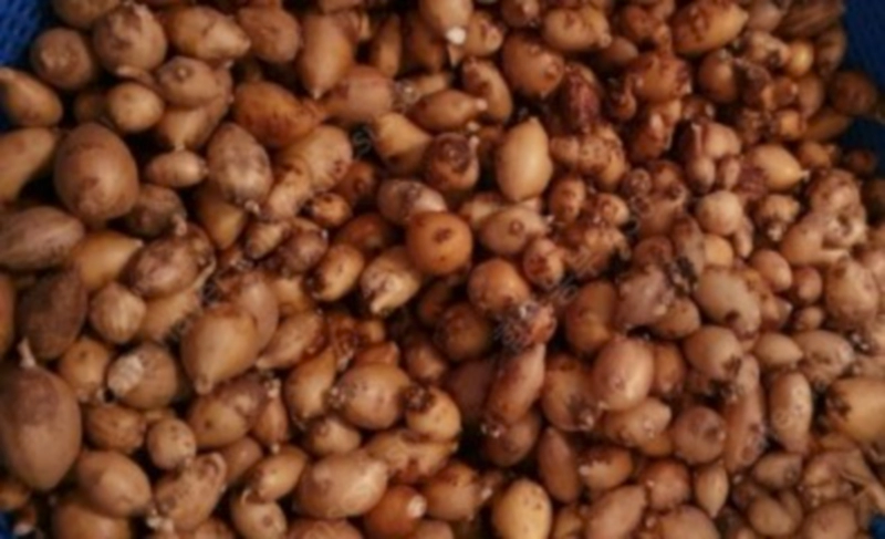 아피오스 효능 재배법 파종시기 및 아피오스 먹는법 요리법 정리 