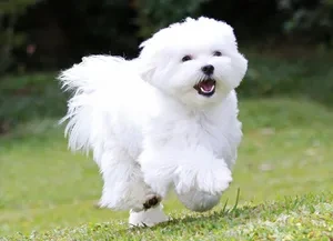 ▲ 강아지 종류 및 품종별 특징 총정리: 나에게 맞는 반려견 고르는 법 (사진 : 나무위키)