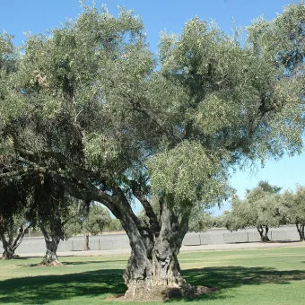 올리브 나무 키우는법 5가지 치명적 실수와 해결책 총정리를 안내_5