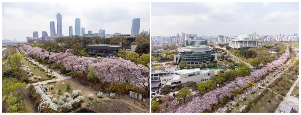 여의도 한강공원 &amp; 윤중로 벚꽃길