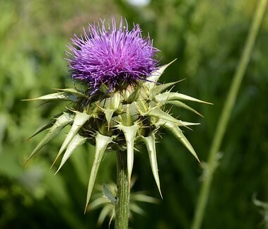 밀크씨슬 이미지