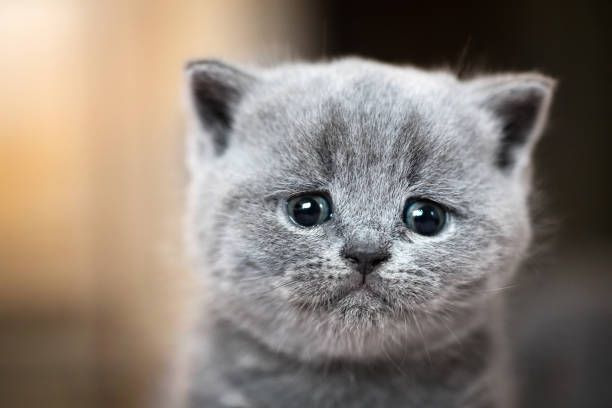 마징가귀-반려동물-고양이